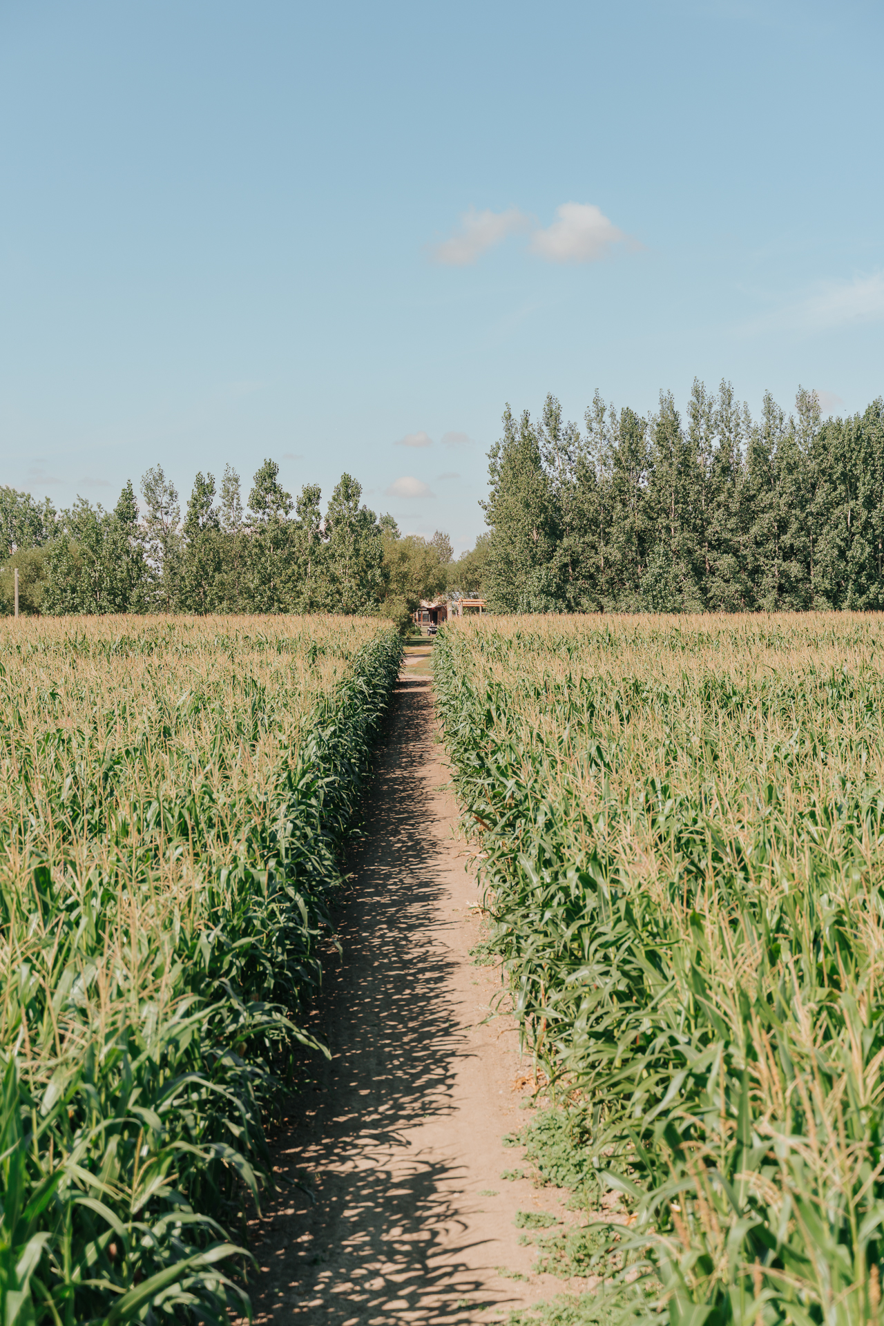 Lethbridge Corn Maze