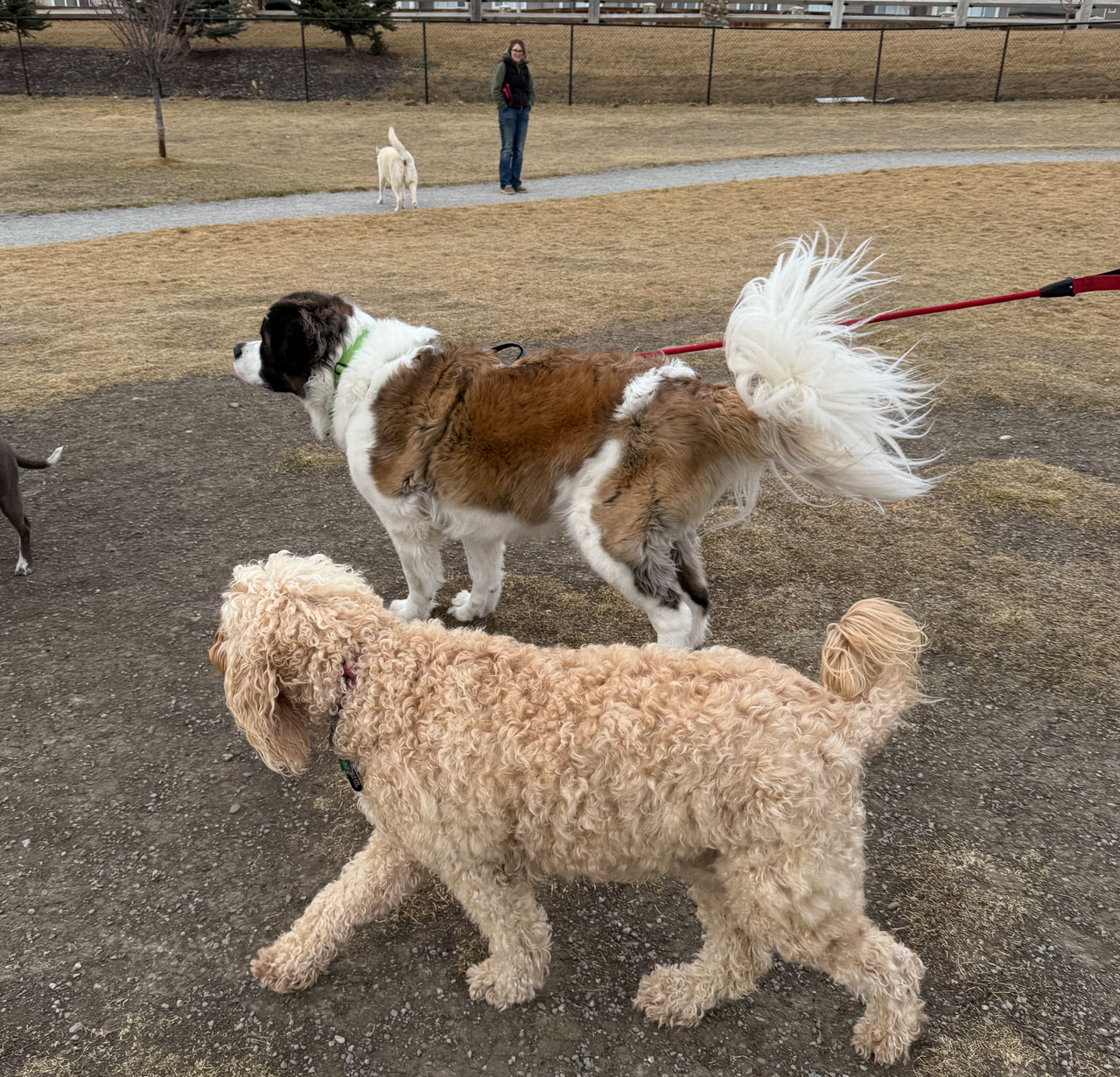 RiverStone Dog Park